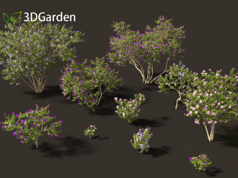 Tibouchina semidecandra - Princessflower Modelo 3D