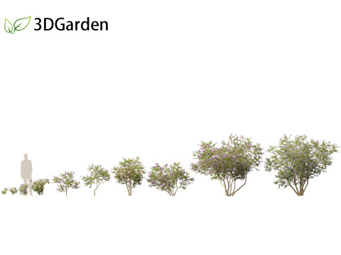 Tibouchina semidecandra - Bunga Putri Model 3D