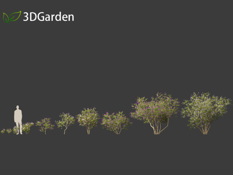 Tibouchina semidecandra - Princessflower 3D 模型