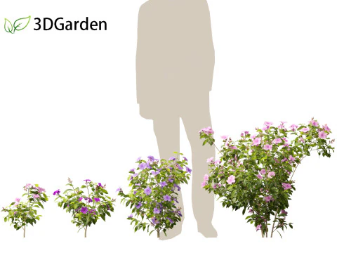 Tibouchina semidecandra - Bunga Putri Model 3D