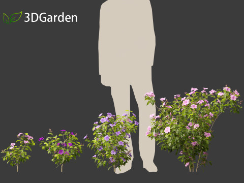 Tibouchina semidecandra - Princessflower 3D 模型