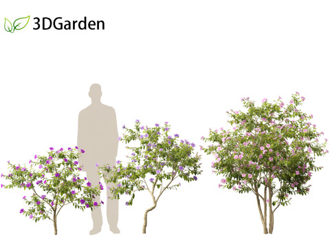 Tibouchina semidecandra - Princessflower 3D 模型