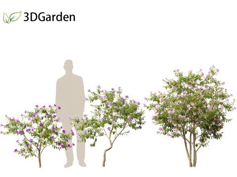 Tibouchina semidecandra - Bunga Putri Model 3D