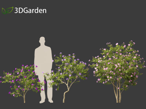 Tibouchina semidecandra - Princessflower 3D 模型