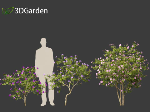 Tibouchina semidecandra - Bunga Putri Model 3D