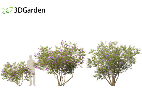 Tibouchina semidecandra - Princessflower 3D 模型