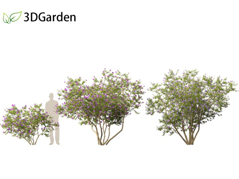 Tibouchina semidecandra - Bunga Putri Model 3D