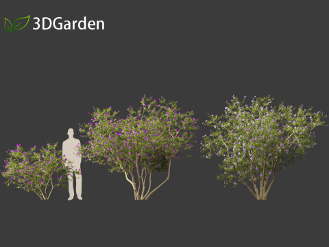 Tibouchina semidecandra - Princessflower 3D 模型