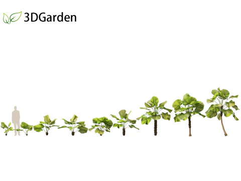 Licuala peltata - Palmier des marais Modèle 3D