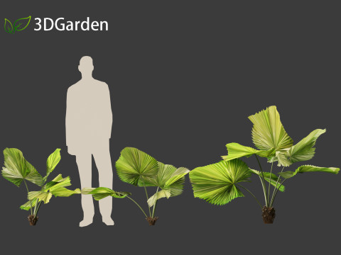 Licuala peltata - Swamp Fan Palm 3D 模型