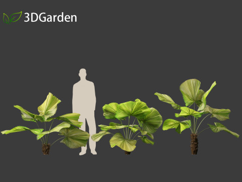 Licuala peltata - Swamp Fan Palm 3D 模型