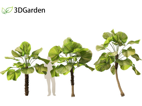 Licuala peltata - Swamp Fan Palm 3D 模型