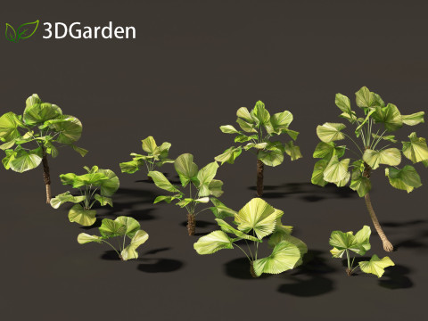 Licuala peltata - Swamp Fan Palm 3D 模型