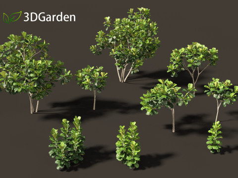 Ficus lyrata - fiddle-leaf fig Modello 3D