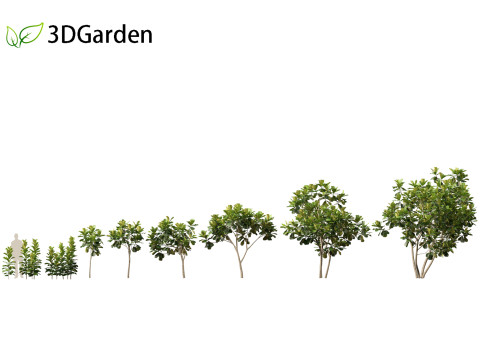 Ficus lyrata - fiddle-leaf fig 3D Model