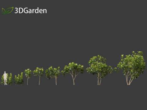 Ficus lyrata - fiddle-leaf fig 3D Model