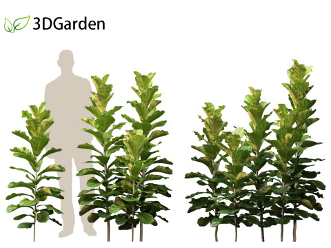 Ficus lyrata - fiddle-leaf fig 3D Model