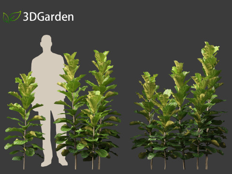 Ficus lyrata - fiddle-leaf fig 3D Model