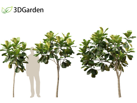 Ficus lyrata - fiddle-leaf fig 3D Model