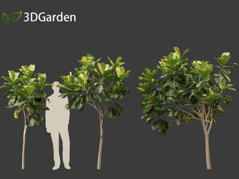 Ficus lyrata - fiddle-leaf fig 3D Model