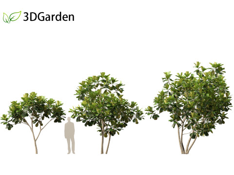 Ficus lyrata - fiddle-leaf fig 3D Model