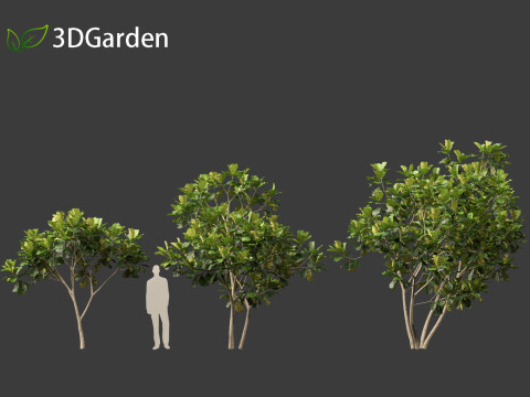 Ficus lyrata - fiddle-leaf fig 3D Model