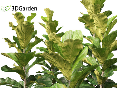 Ficus lyrata - fiddle-leaf fig 3D Model