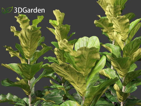 Ficus lyrata - fiddle-leaf fig 3D Model