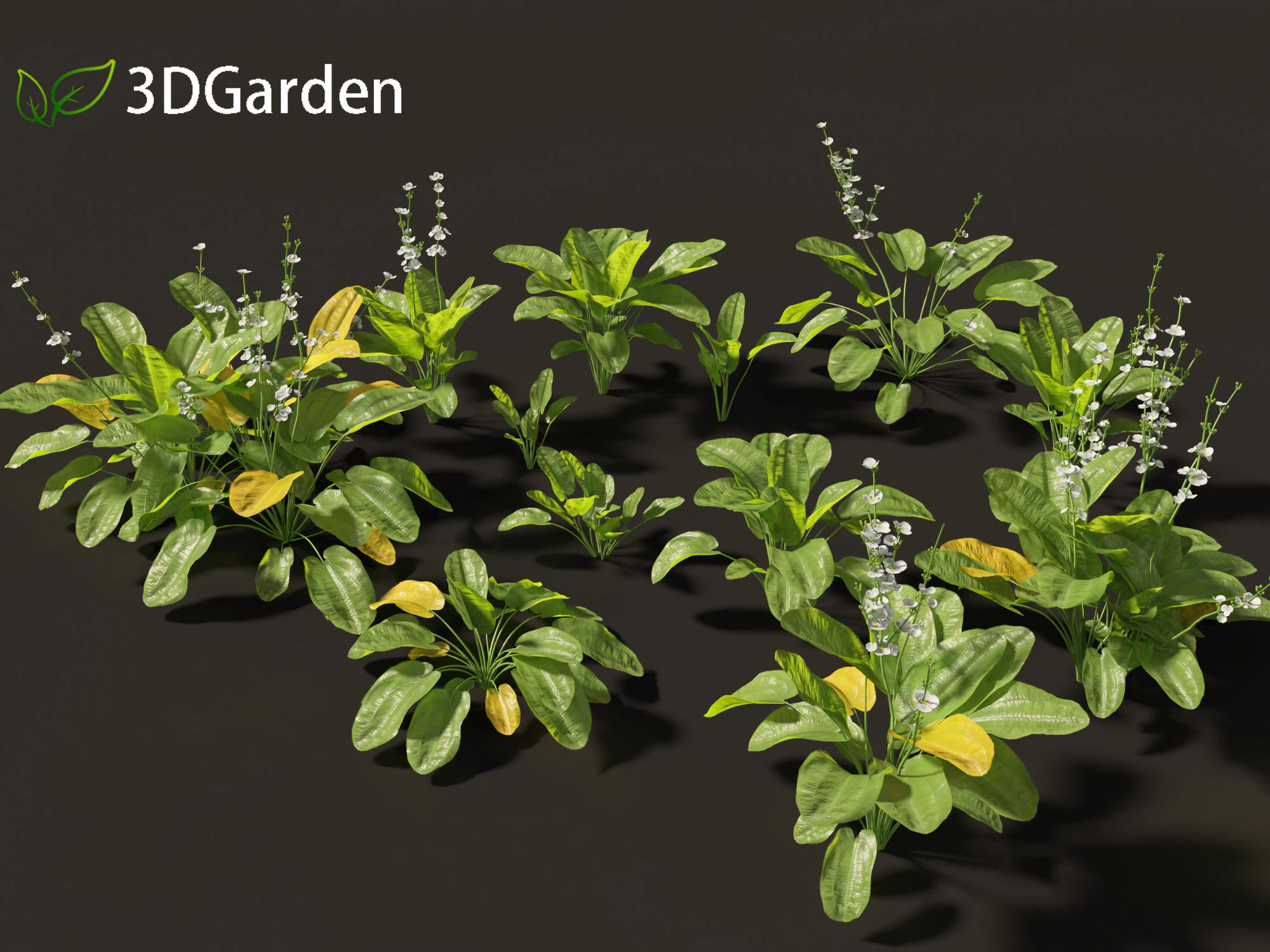 Echinodorus grandiflorus - Rangeri Sword Plan 3D Model .c4d .max .obj .3ds .fbx .stl .blend 
