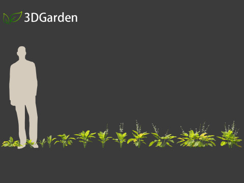 Echinodorus grandiflorus - Rangeri Sword Plan 3D 模型