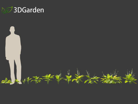 Echinodorus grandiflorus - Rangeri Sword Plan 3D Model