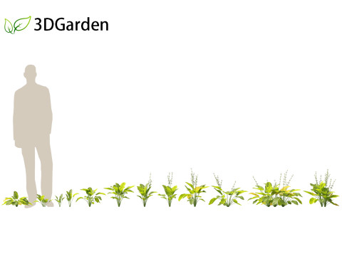 Echinodorus grandiflorus - Rangeri Sword Plan 3D 模型