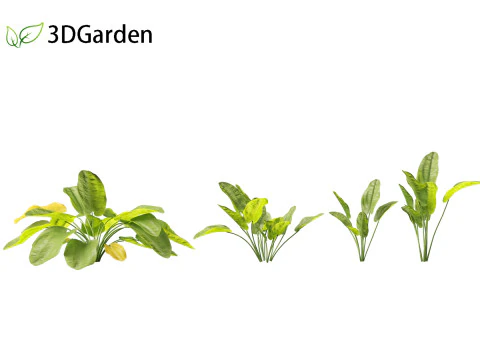 Echinodorus grandiflorus - Rangeri Sword Plan 3D Model
