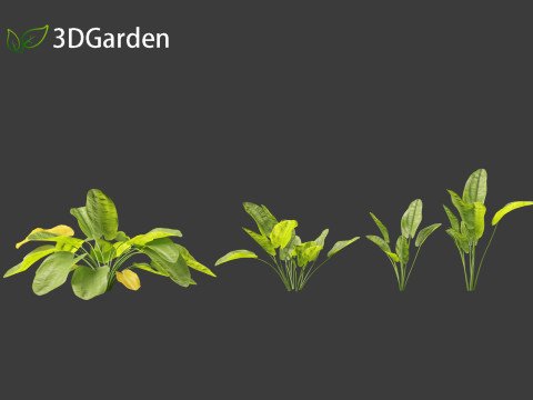 Echinodorus grandiflorus - Rangeri Sword Plan 3D 模型