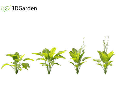 Echinodorus grandiflorus - Rangeri Sword Plan 3D 模型