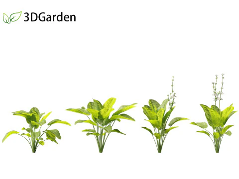Echinodorus grandiflorus - Rangeri Sword Plan 3D Model