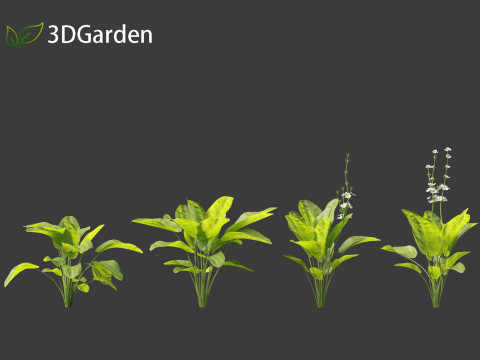 Echinodorus grandiflorus - Rangeri Sword Plan 3D 模型