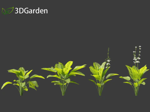 Echinodorus grandiflorus - Rangeri Sword Plan 3D Model