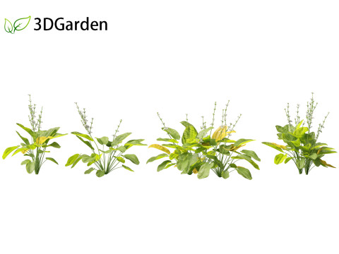 Echinodorus grandiflorus - Rangeri Sword Plan 3D 模型