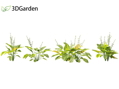 Echinodorus grandiflorus - Rangeri Sword Plan 3D Model