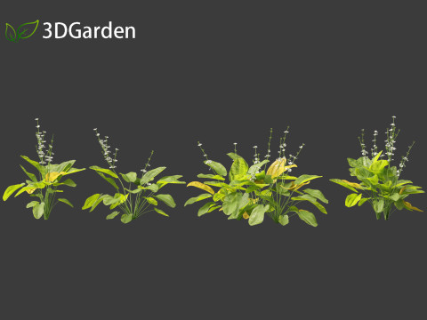 Echinodorus grandiflorus - Rangeri Sword Plan 3D 模型