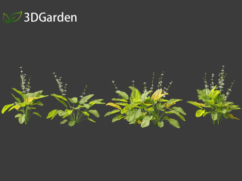 Echinodorus grandiflorus - Rangeri Sword Plan 3D Model