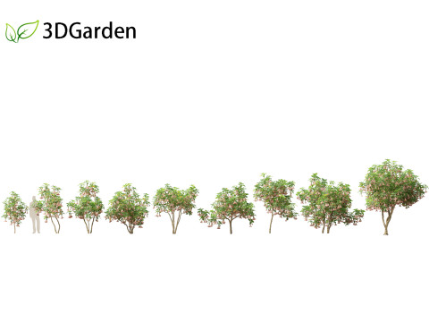 Brufmansia versicolor - Angels trumpets 3D Model
