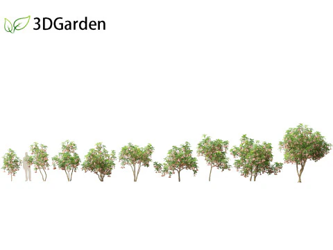 ब्रुग्मेन्सिया वर्सिकोलर - एंजेल की तुरही 3D मॉडल