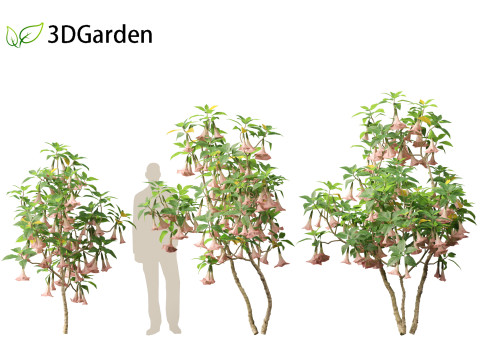 Brufmansia versicolor - Angels trumpets 3D Модель