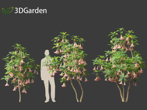 Brufmansia versicolor - Angels trumpets 3D Модель