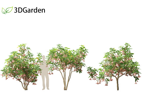 Brufmansia versicolor - Angels trumpets 3D Модель
