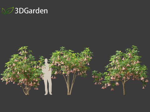 Brufmansia versicolor - Angels trumpets 3D Модель