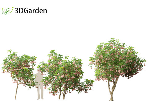 Brufmansia versicolor - Angels trumpets 3D Модель