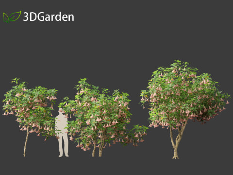 Brufmansia versicolor - Angels trumpets 3D Модель